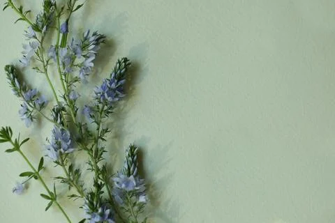 Light blue botanical frame on the light green background with copy space. Floral Stock Photos