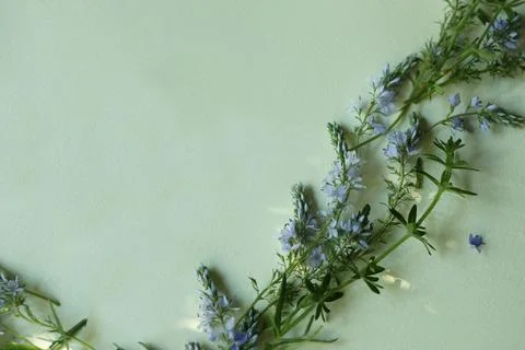 Light blue botanical frame on the light green background with copy space. Floral Stock Photos