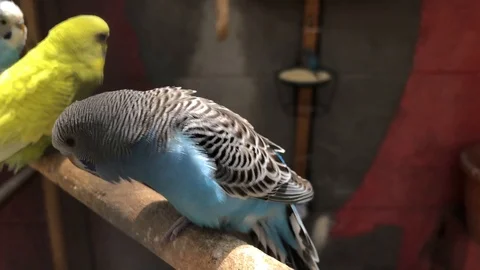 Light blue budgerigar close up posing while standing on wooden stick 스톡 동영상 111523195