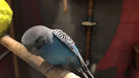 Light blue budgerigar close up posing while standing on wooden stick 스톡 동영상 111523205