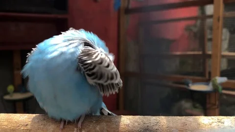Light blue budgerigar close up posing while standing on wooden stick Stock Footage 111523208
