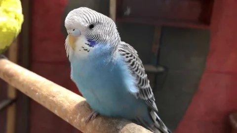 Light blue budgerigar close up posing while standing on wooden stick Stock Footage 111523249
