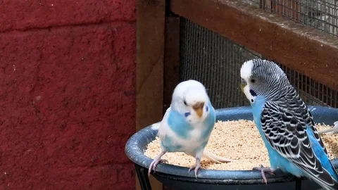 Light blue budgerigar playing on the meal pot Stock Footage 111523088