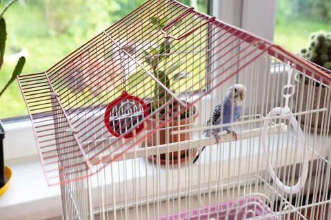 A light blue budgerigar rests on a perch in a white and red birdcage placed n Stock Photos