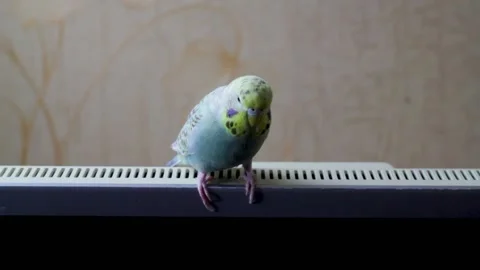 Light blue budgerigar ruffles feathers while sitting on the monitor Stock Footage 159712779