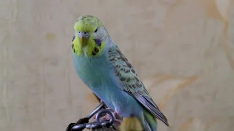 Light blue budgerigar talking while sitting on the cage Stock Footage 159712784