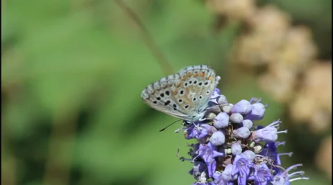 Light blue butterfly Vídeo Stock 32419372