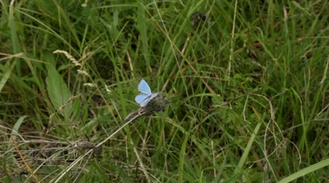 Light blue butterfly ih grass. Stock Footage 34753371