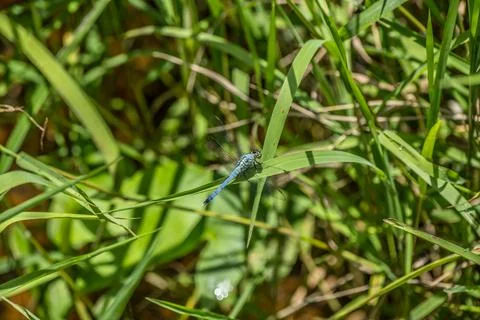 Light blue dragonfly closeup Foto stock