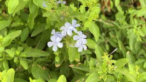 Light blue flower on a background of leaves close-up Stock Footage 234052145