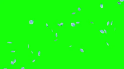 Light blue flower petals falling on green screen background Video stock 331766311