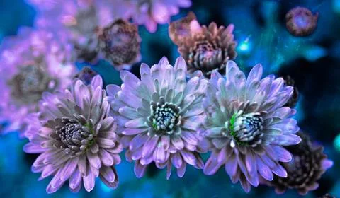 Light Blue Flower Stock Photos