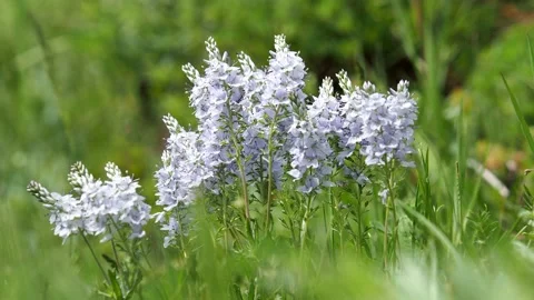 Light blue flower of Prostrate speedwell. Veronica prostrata Stock Footage 153548500