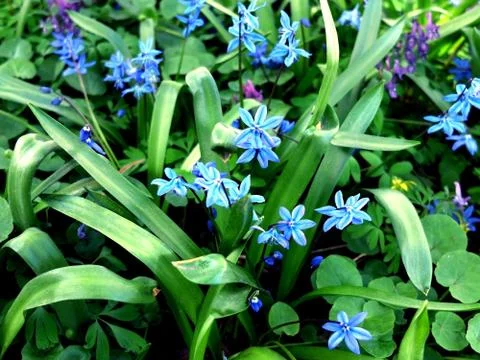 Light blue flowers on the grass Stock Photos