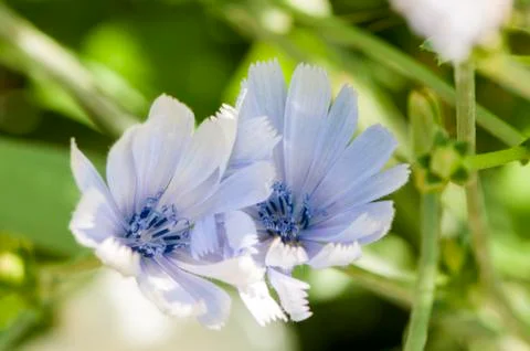 Light blue flowers 写真素材
