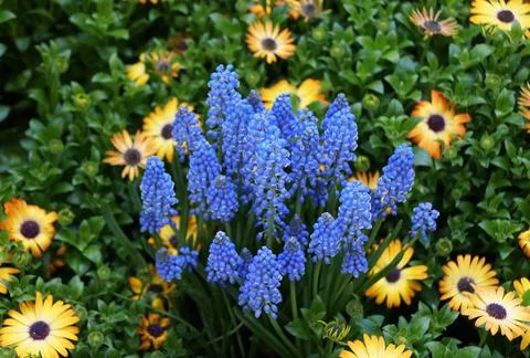 Light blue grape-hyacinth surrounded by yellow Osteopermum flower Stock Photos