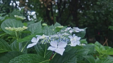 Light blue  Hydrangea Blooming in Rainy Garden Видео 336239383