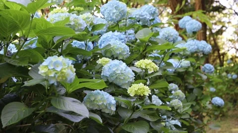 Light blue hydrangea blooms dancing in a sea breeze with sparkling bokeh 動画素材 338342438