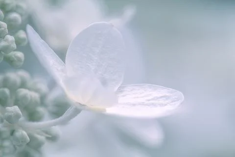 Light blue hydrangea flowers background tender concept Stock Photos