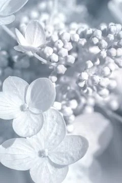 Light blue hydrangea flowers background tender concept Stock Photos