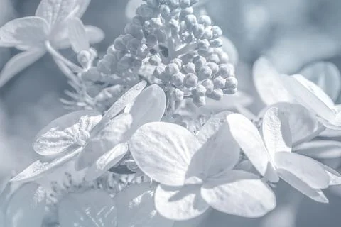Light blue hydrangea flowers background tender concept Stock Photos