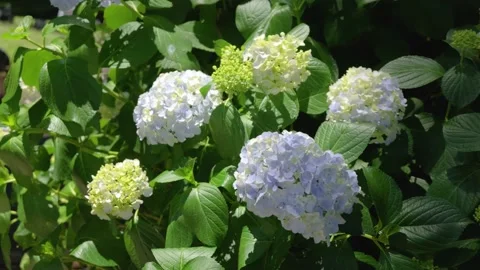 Light blue  Hydrangea Flowers Blooming on Green Bush Outdoors Vídeos de archivo 336242549