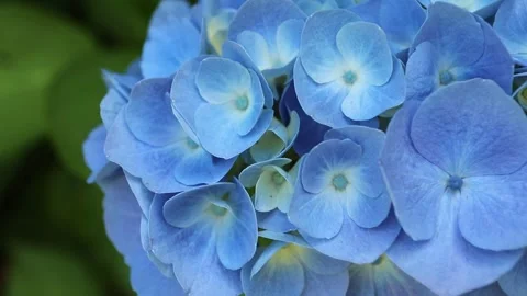 Light blue hydrangea flowers macro with creamy petals and blue centers Stock Footage 337870301