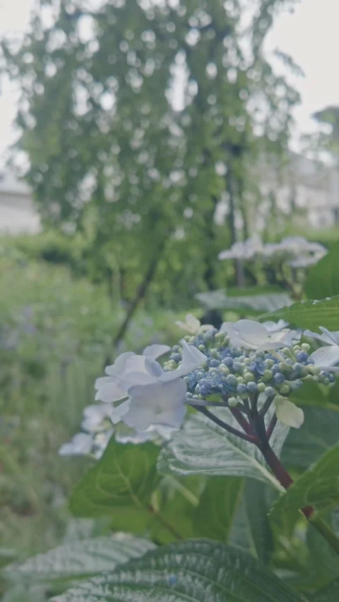 Light blue Hydrangea Flowers in Rain with Blurred Green Background 動画素材 336238586