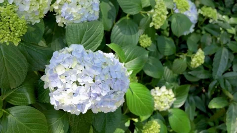Light Blue Hydrangea Flowers Swaying in the Wind 動画素材 336242562