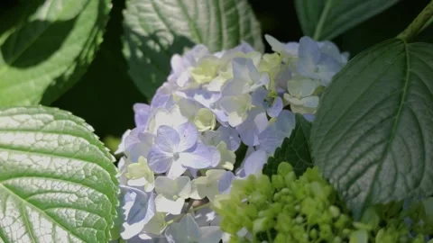 Light Blue Hydrangea Flowers Swaying in the Wind Видео 336242564