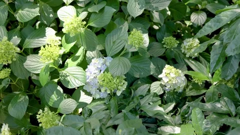 Light Blue Hydrangea Flowers Swaying in the Wind Видео 336242569