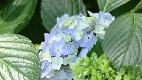 Light Blue Hydrangea Flowers Swaying in the Wind Видео 336242572