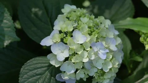 Light Blue Hydrangea Flowers Swaying in the Wind Видео 336242580