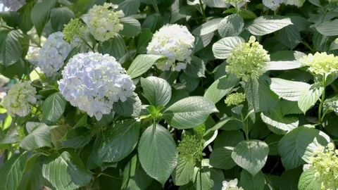 Light Blue Hydrangea Flowers Swaying in the Wind 動画素材 336242581
