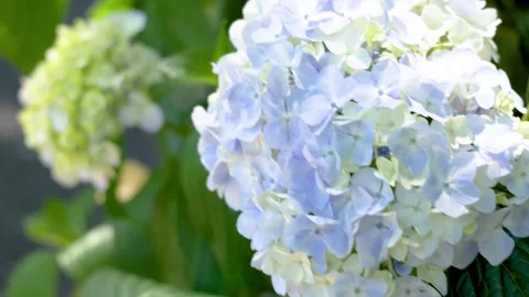 Light Blue Hydrangea Flowers Swaying in the Wind Видео 336242590