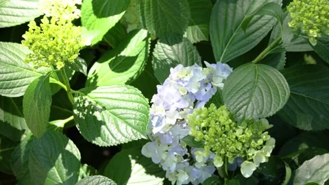 Light blue  Hydrangea Flowers Swaying in the Garden Breeze Vídeos de archivo 336297322