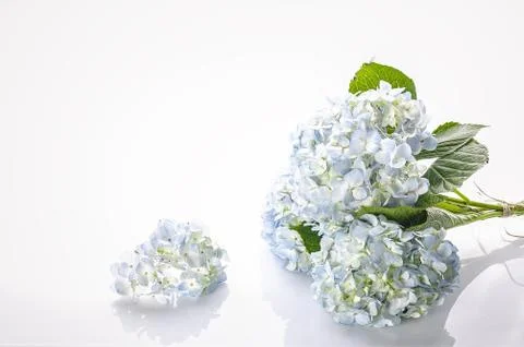 Light blue hydrangea flowers on a white background. Copy space Stock Photos