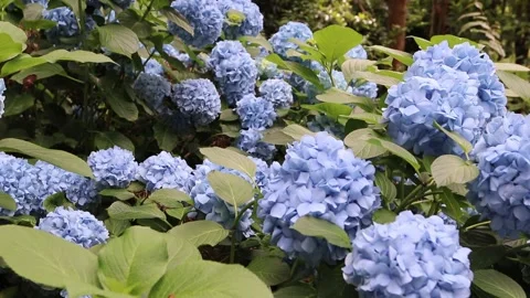 Light blue hydrangea or hortensia flowering plants in the shady park. Stock Footage 245664820