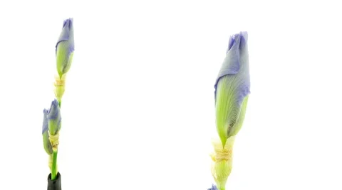 Light blue iris flower blooming timelapse Stock Footage 53406662
