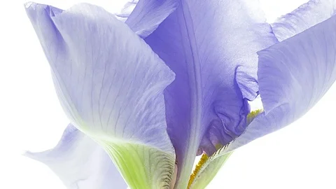 Light blue iris flower blooming timelapse close up macro Stock Footage 108528620