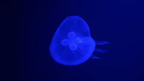 Light blue jellyfish Stock Footage 90626555