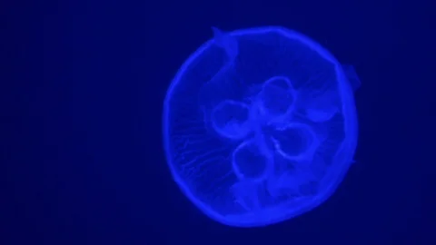 Light blue jellyfish Stock Footage 90626618