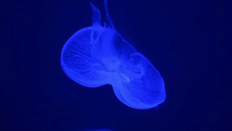 Light blue jellyfish Vídeos de archivo 90626769