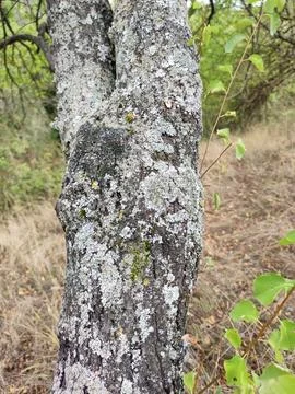 Light blue lichen on tree bark close-up Stock Photos