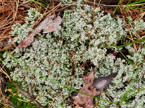 Light blue moss breaks through old needles and leaves Stock Photos