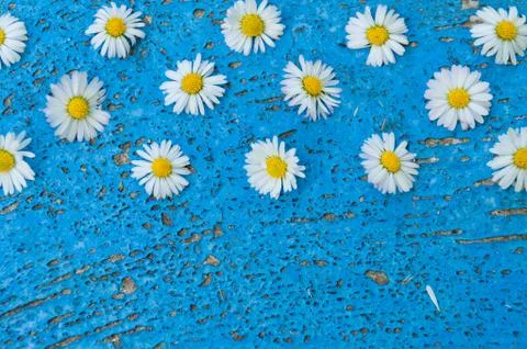 Light blue old textured background with daisy flowers turquoise background vi Stock Photos