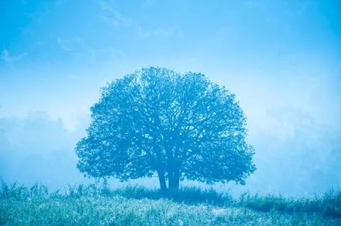 Light blue shines down around the tree and morning dew on grassland. Stock Photos