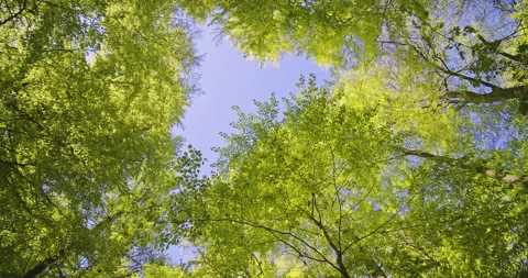 Light Blue Sky and Towering Trees in the Middle of a Beech Forest in Denmark Stock Footage 134083070