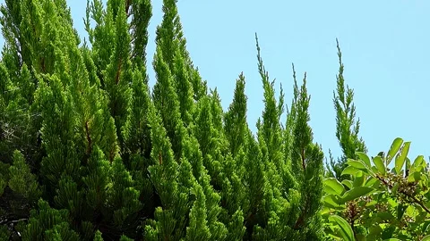 Light Blue Sky with Kaizuka Juniper and Kurogane Holly Trees,4K Video stock 344417840