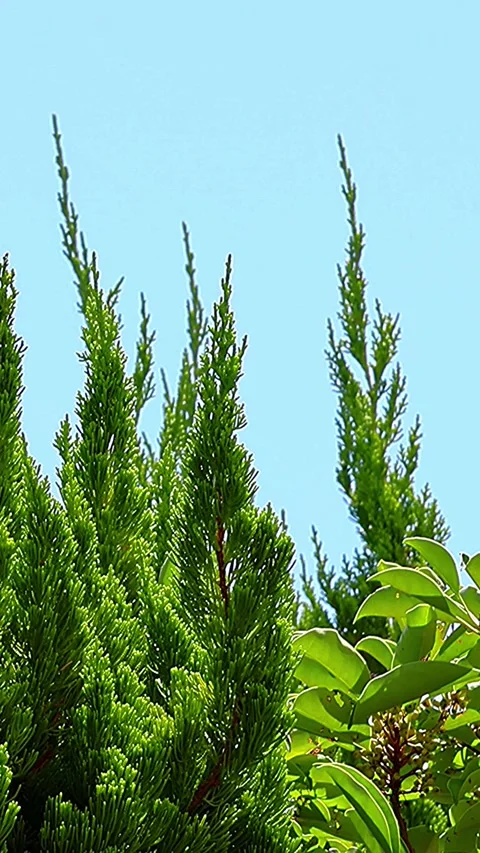 Light Blue Sky with Kaizuka Juniper and Kurogane Holly Trees,Vertical Vidéo 344419236